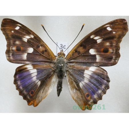 Apatura ilia f. ilia Czech3c